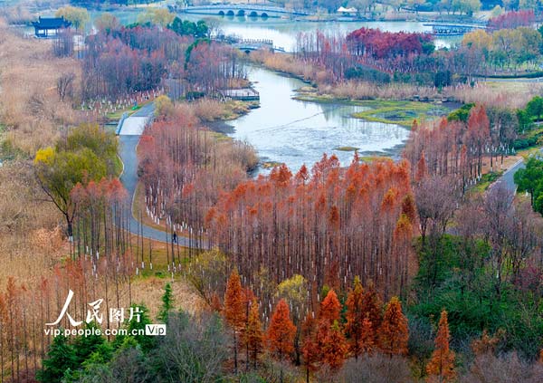 江苏淮安：古淮河国家湿地公园冬韵浓