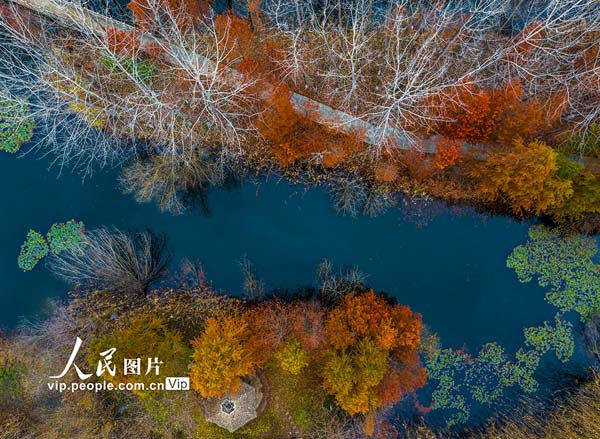 江苏淮安：古淮河国家湿地公园冬韵浓