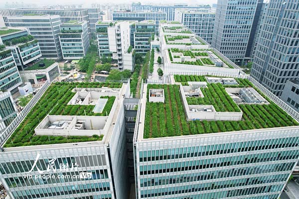 浙江杭州：写字楼顶种出龙井茶 成为城市新景观