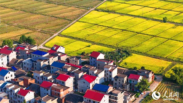 江西吉水:和美乡村秋色斑斓