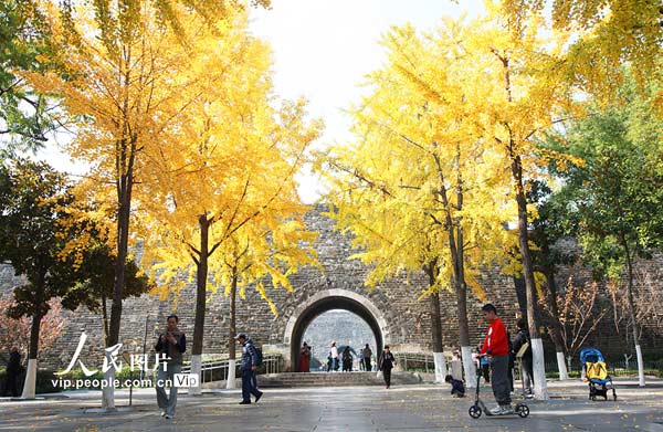 江苏南京：银杏披“金甲”