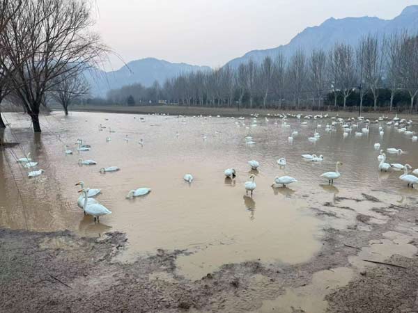 国机集团”东方红”环卫车与平陆黄河湿地的白