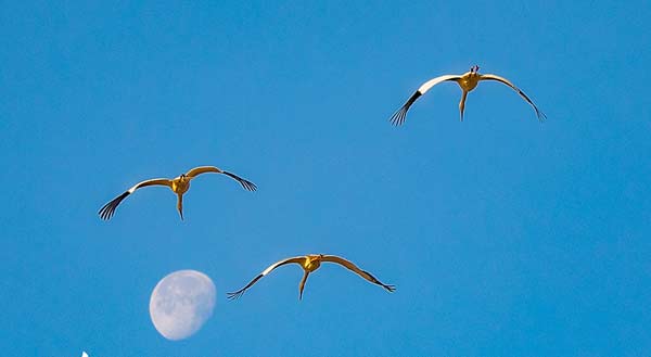 江西余干:白鹤洲生态美