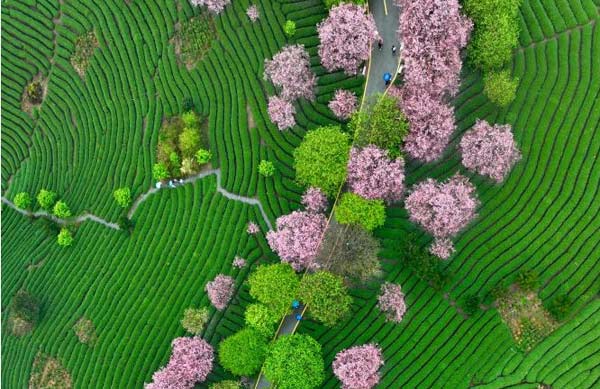 樱花绽放激活“春日经济