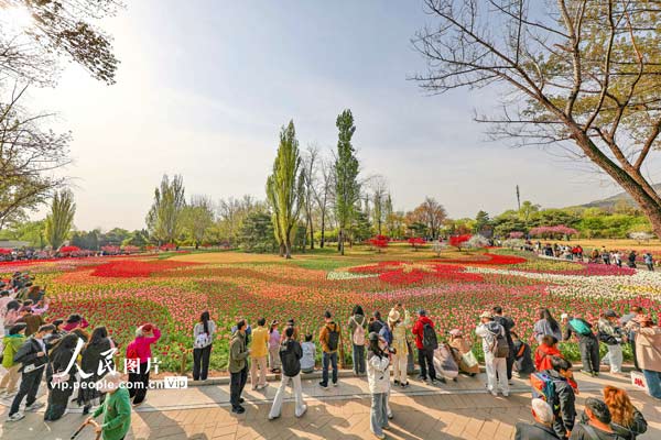 北京:郁金香迎来盛花期