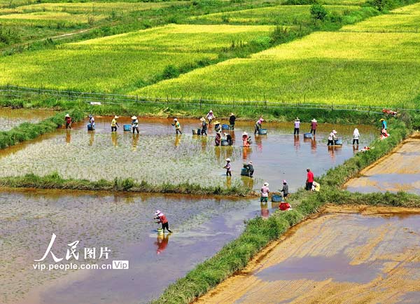 江西泰和：栽插晚稻