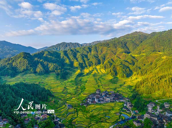 广西融水：万亩梯田迎丰