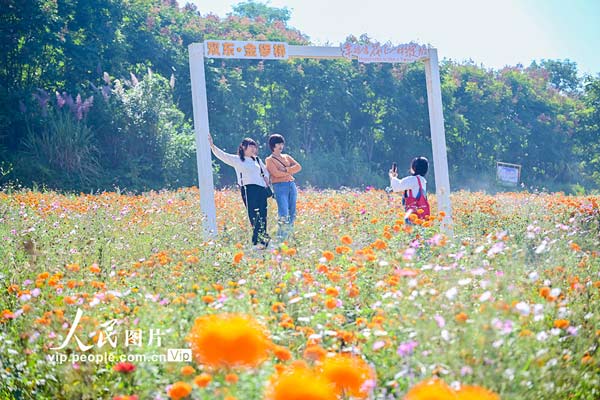 四川德阳：菊香引客来 田